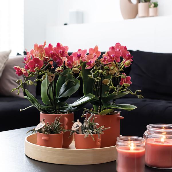 Kolibri Orchids | COMBI DEAL van 2 rode Phalaenopsis orchideeën - Congo - potmaat Ø9cm bloeiende kamerplant - vers van de kweker