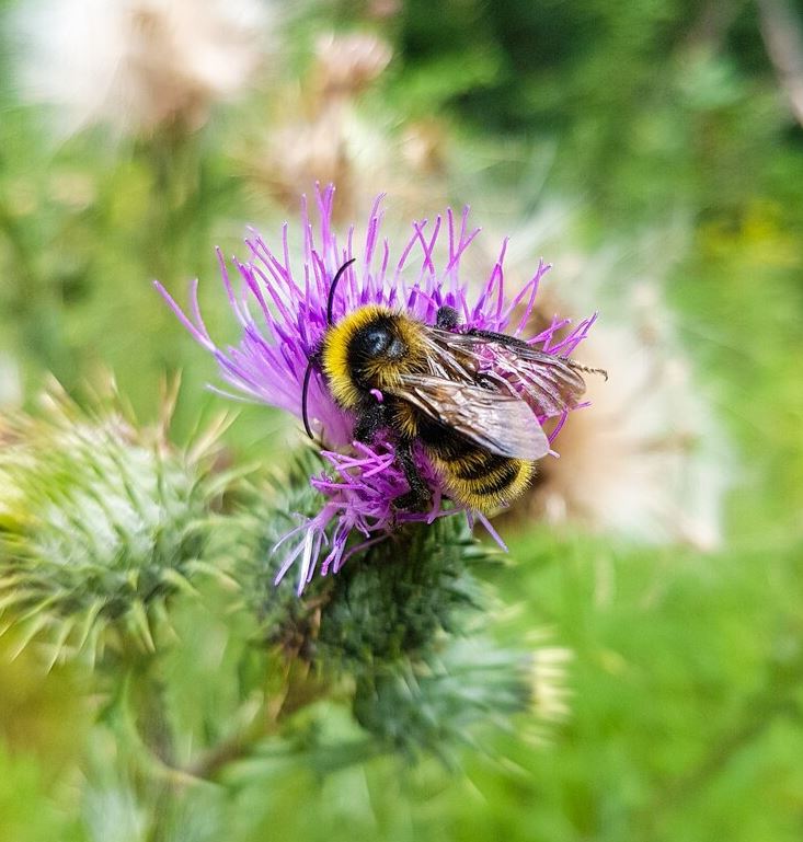 Bijen planten