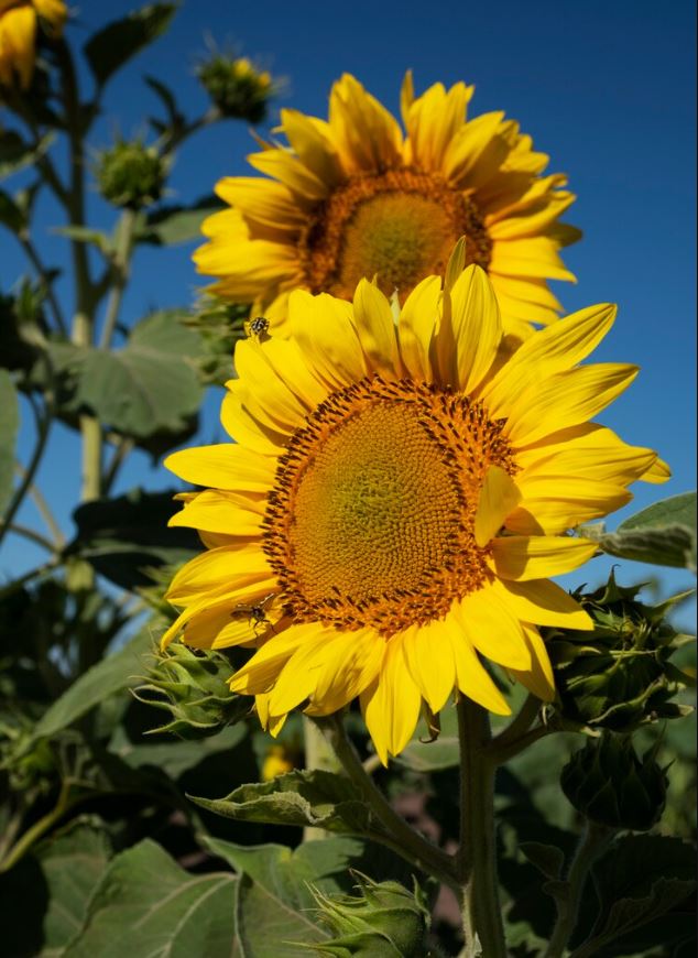 ZON (liefhebbers)
