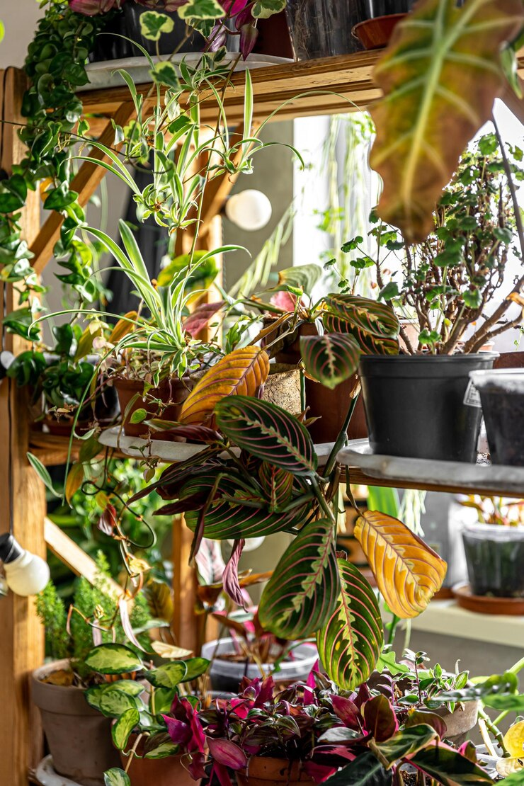 Kleurrijke planten