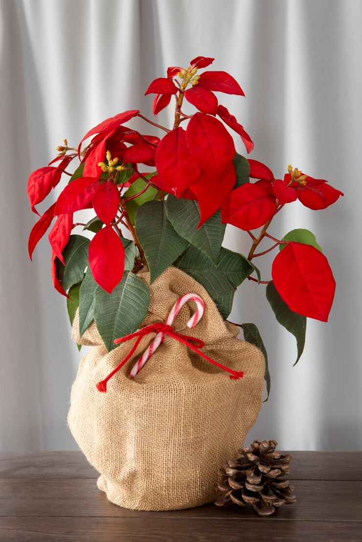 Winter planten