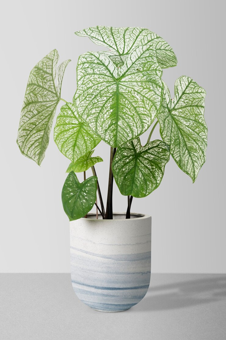 Alocasia