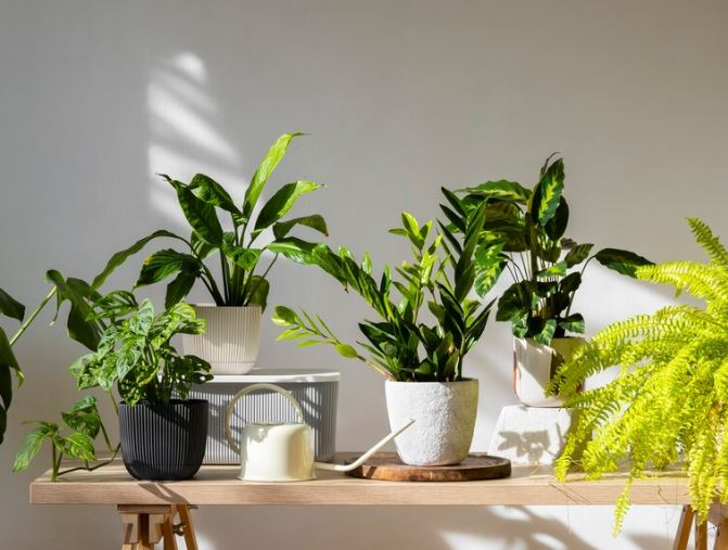2. Binnen planten