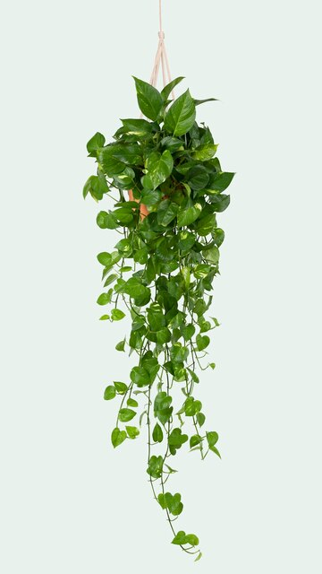 Klim & hang planten