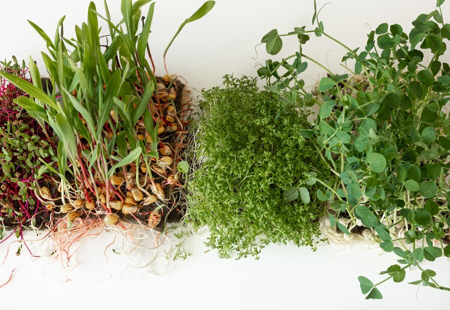Hybride planten