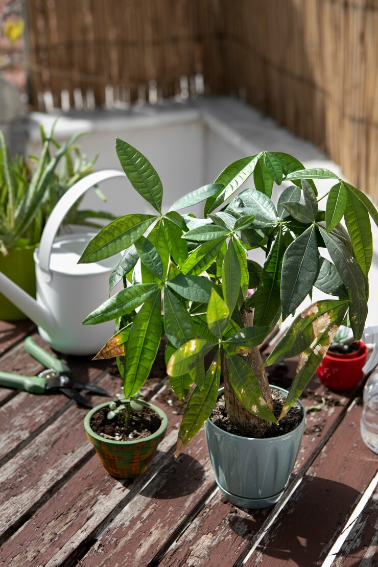 Vaste planten
