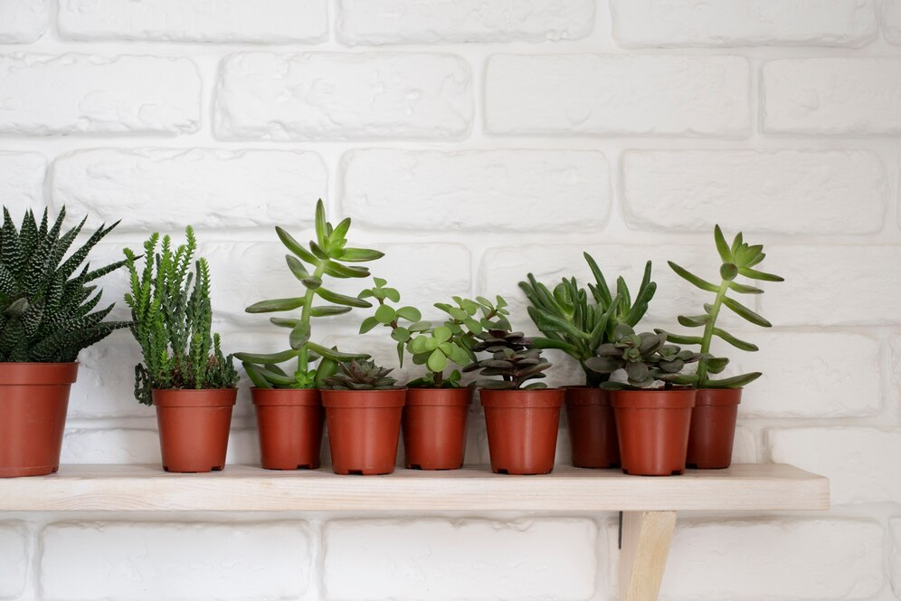 Kleine planten (S)