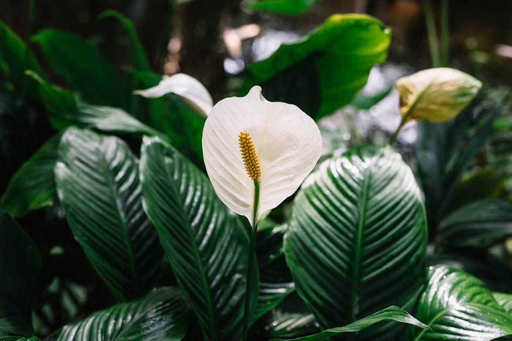 Anthurium