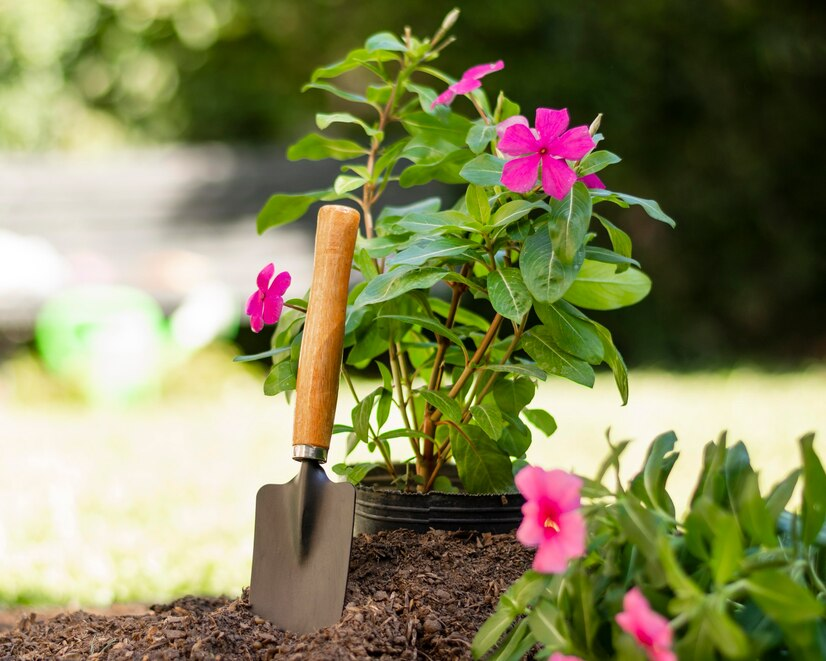 Tuinplanten