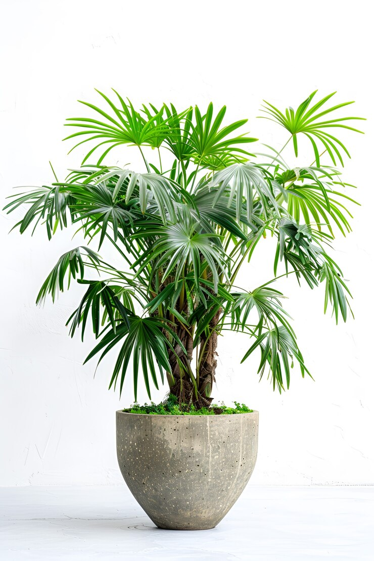 XXL planten