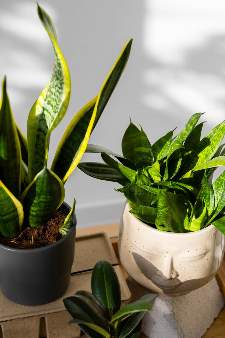 Groene planten