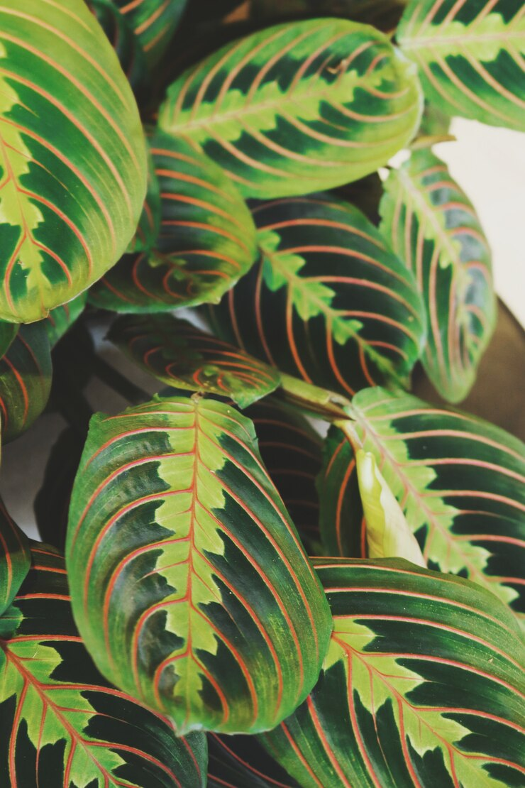 Zeldzame planten