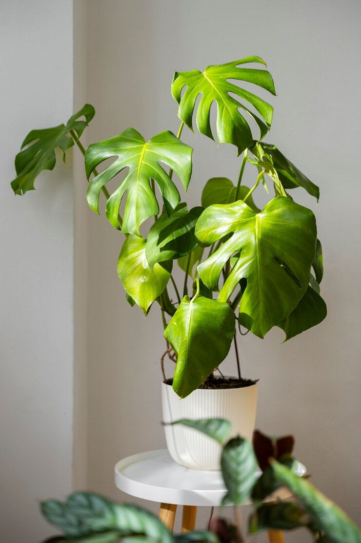 Monstera