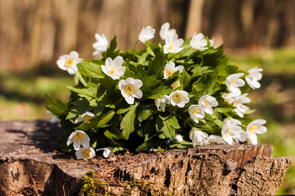 Voorjaar planten