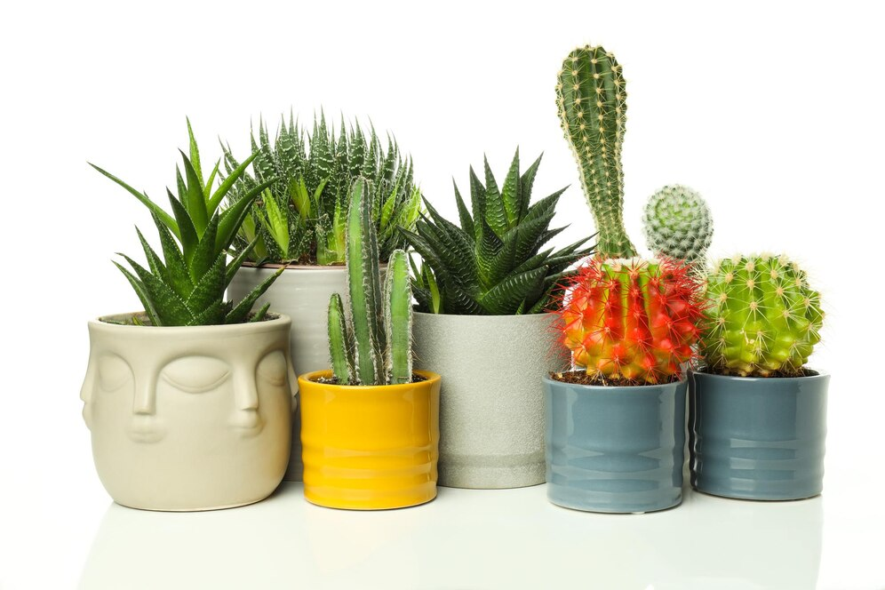Vetplanten