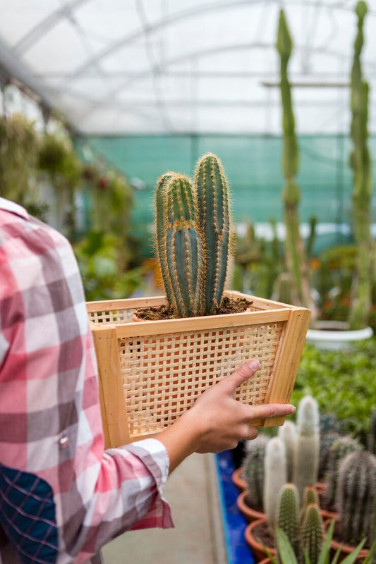Pilosocereus azureus - - - 21cm