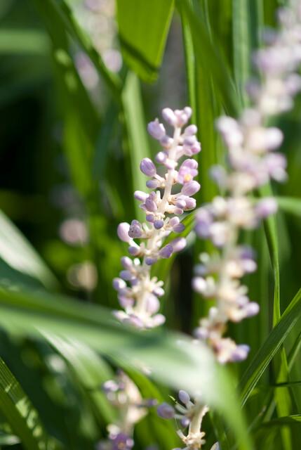 12x Liriope muscari 'Monroe White' - ↕10-25cm - Ø9cm
