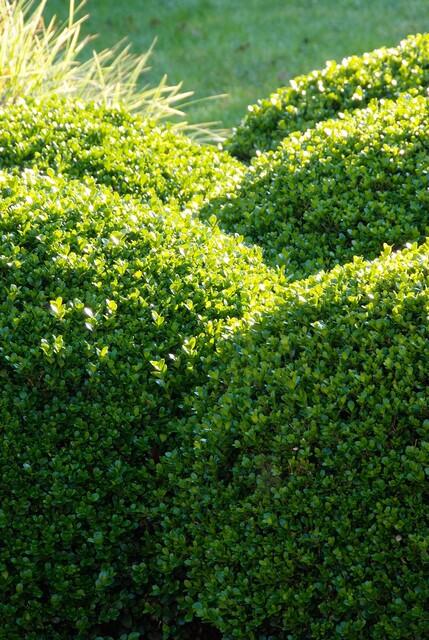 12x Buxus Sempervirens - ↕10-25cm - Ø9cm