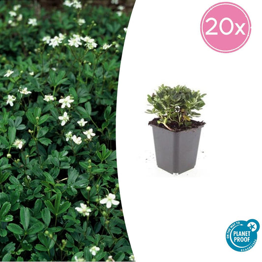 20x Potentilla tridentata 'Nuuk' - ↕10-25cm - Ø9cm