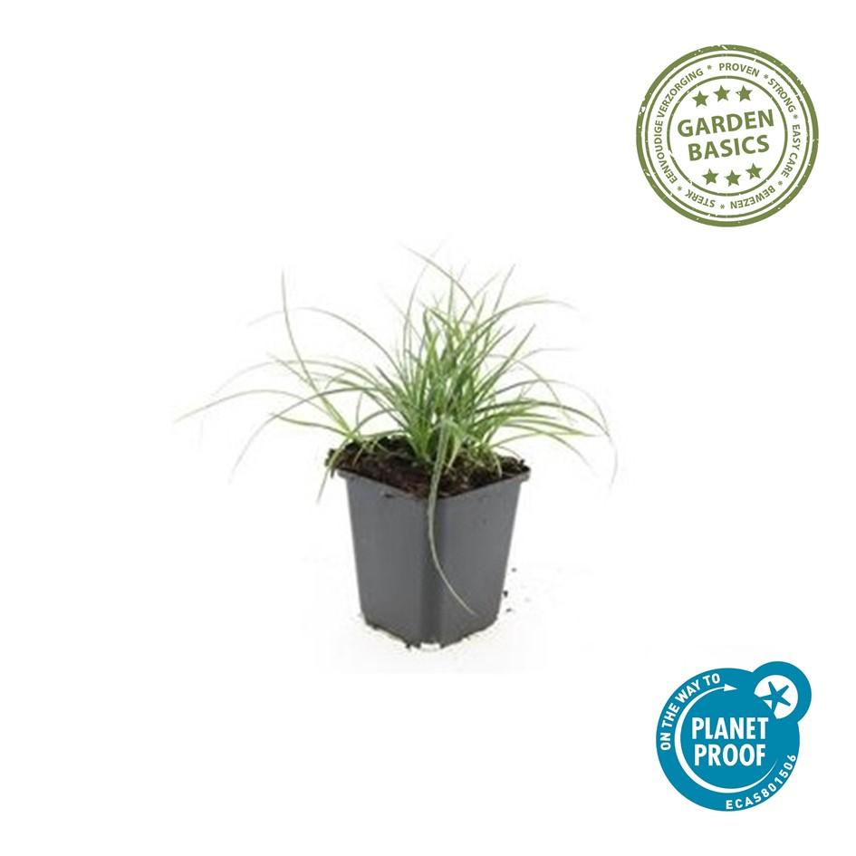 40x Luzula nivea - ↕10-25cm - Ø9cm