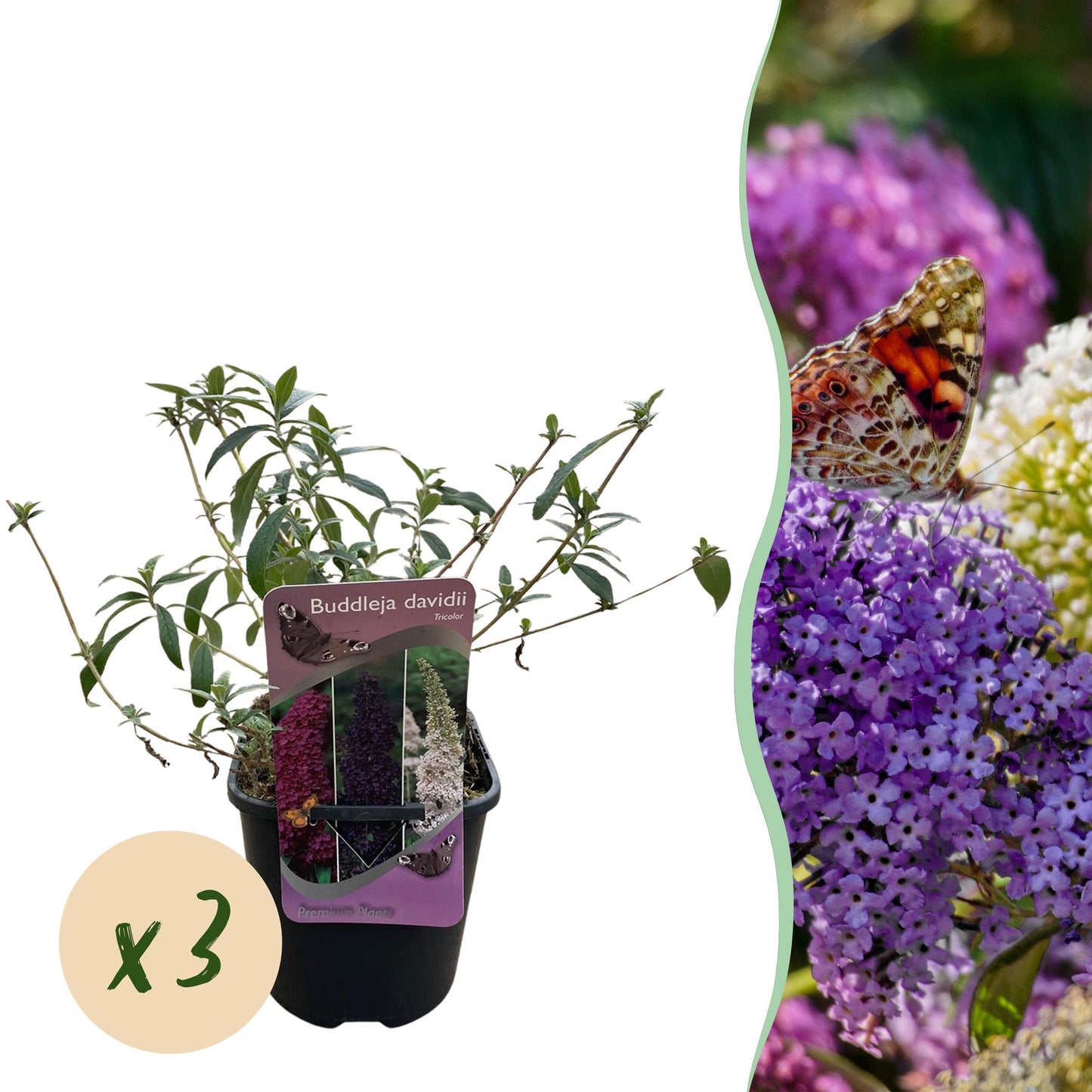 Green boutiQ - Vlinderstruik - Buddleja davidii Tricolour - Bloem Roze , Wit en Paars - 3 Planten - 1m2 - Bladverliezend - Vlinderlokkend -  Pot 17cm Hoogte 30cm