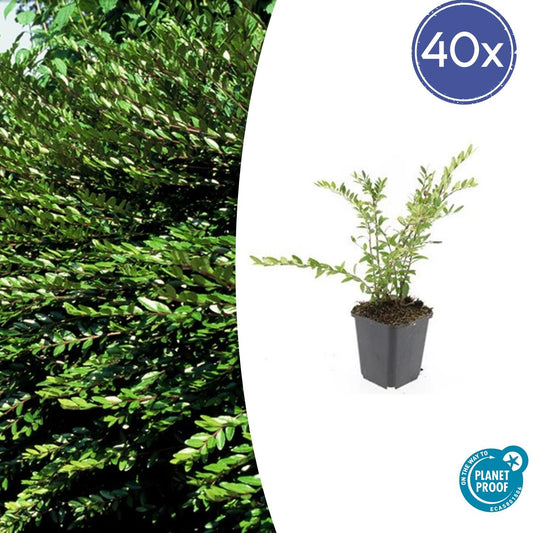 40x Lonicera pileata - ↕10-25cm - Ø9cm