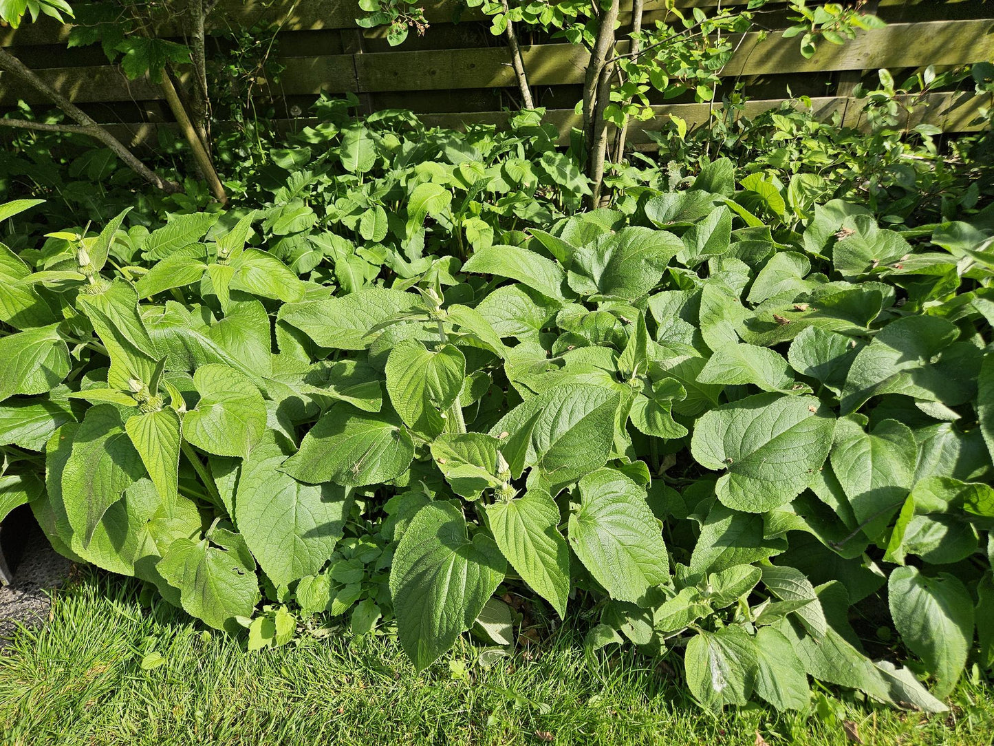 12x Phlomis russeliana - ↕10-25cm - Ø9cm