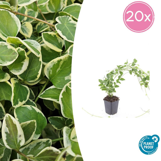 20x Vinca major 'Variegata' - ↕10-25cm - Ø9cm