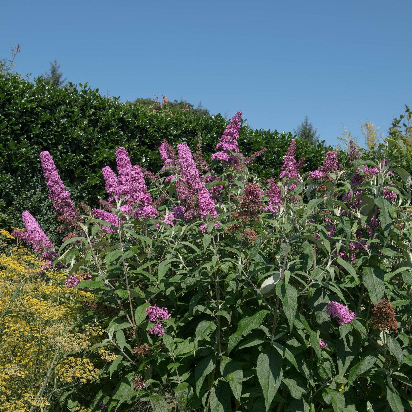 Green boutiQ - Vlinderstruik - Buddleja davidii Pink Delight - Bloem Roze - 1 Plant - Bladverliezend - Vlinderlokkend -  Pot 17cm Hoogte 25cm
