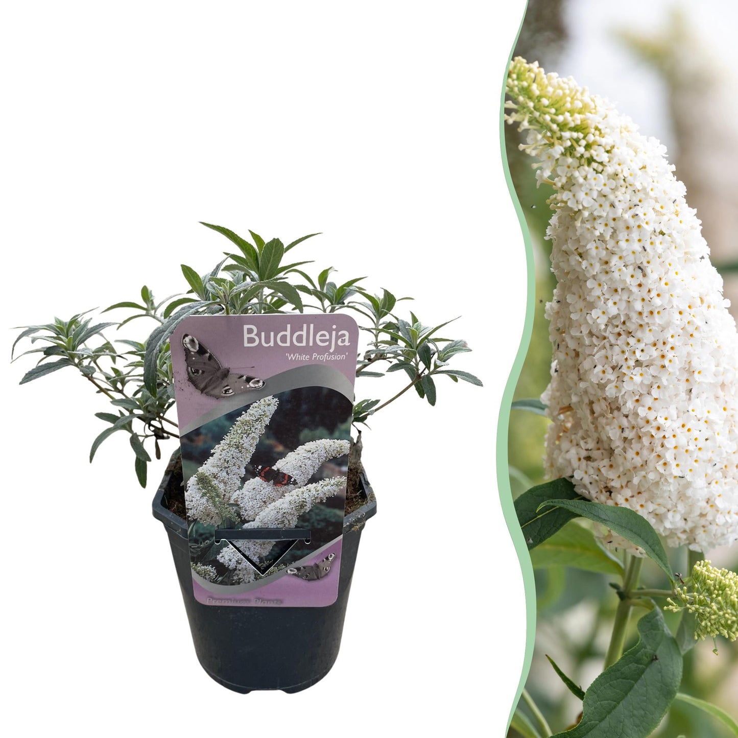 Green boutiQ - Vlinderstruik - Buddleja davidii White Profusion - Bloem Wit - 1 Plant - Bladverliezend - Vlinderlokkend -  Pot 17cm Hoogte 25cm
