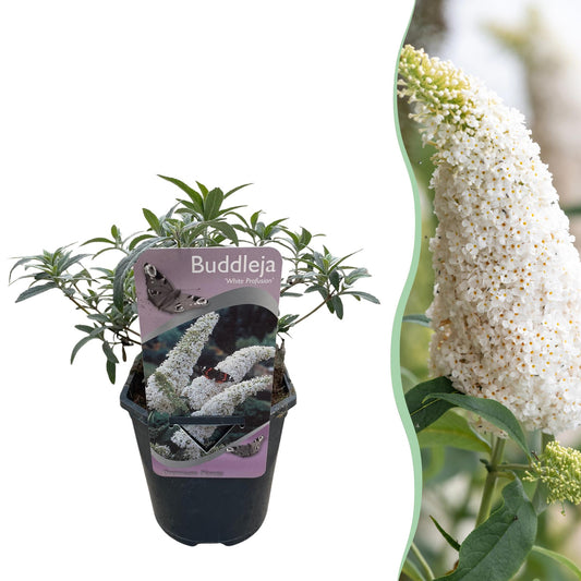 Green boutiQ - Vlinderstruik - Buddleja davidii White Profusion - Bloem Wit - 1 Plant - Bladverliezend - Vlinderlokkend -  Pot 17cm Hoogte 25cm
