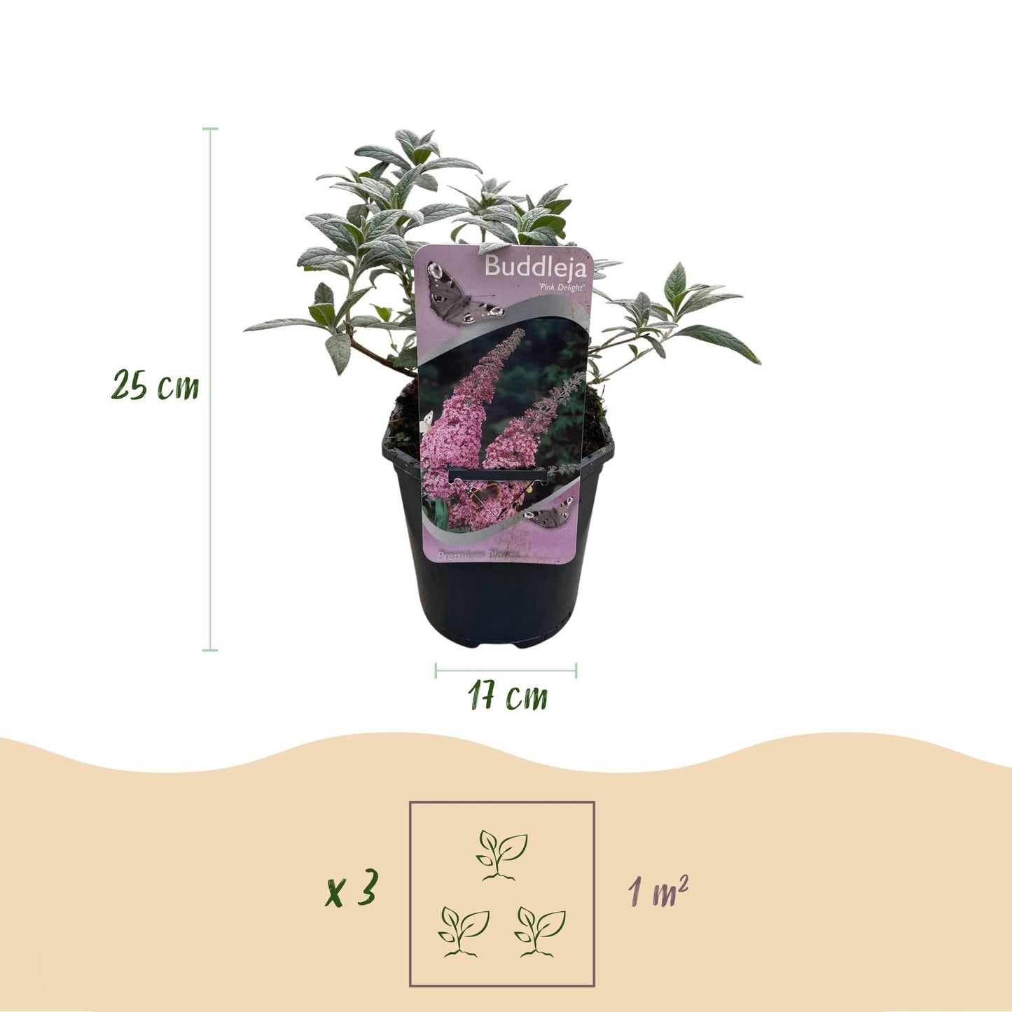 Green boutiQ - Vlinderstruik - Buddleja davidii Pink Delight - Bloem Roze - 1 Plant - Bladverliezend - Vlinderlokkend -  Pot 17cm Hoogte 25cm