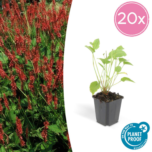 20x Persicaria amplexicaulis - ↕10-25cm - Ø9cm