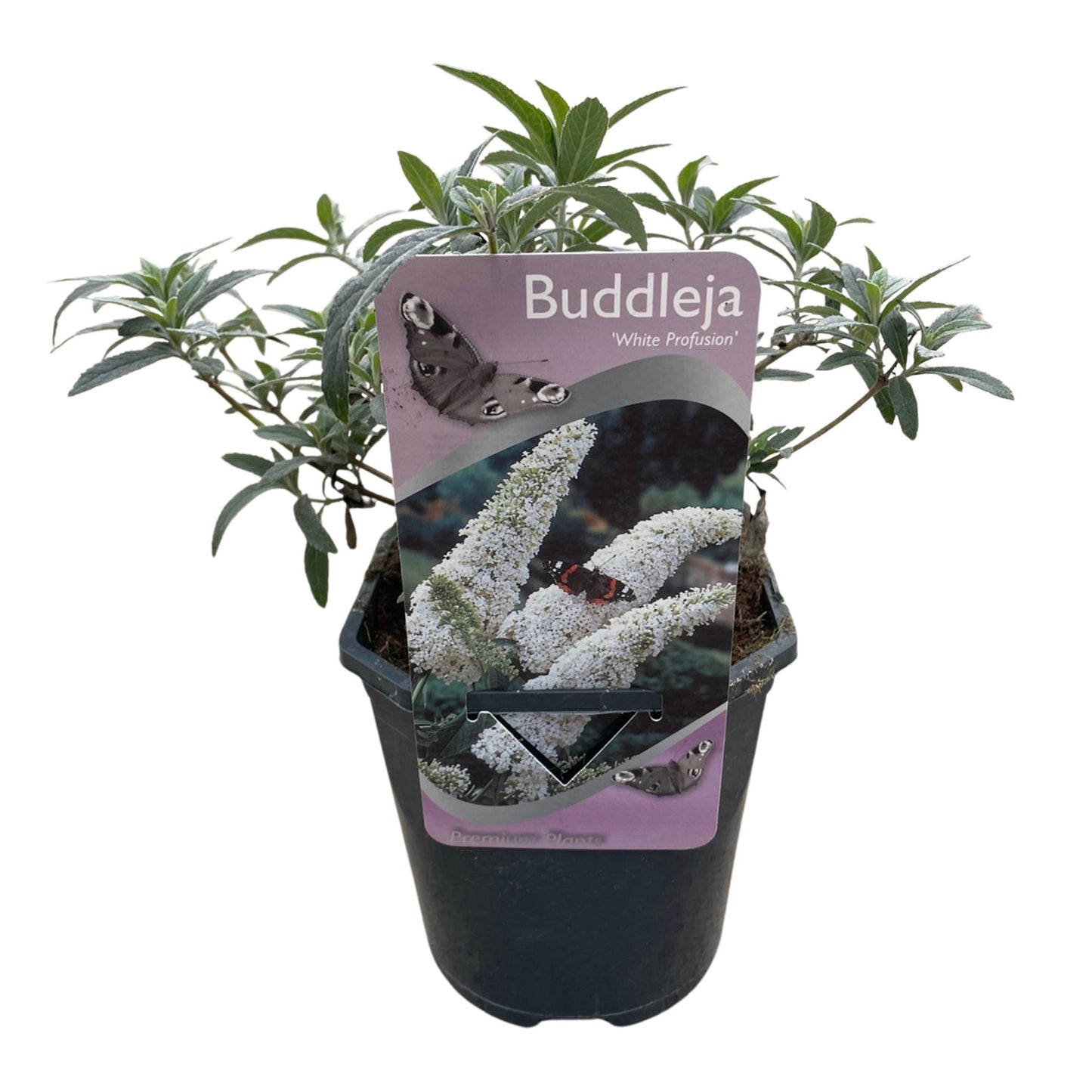 Green boutiQ - Vlinderstruik - Buddleja davidii White Profusion - Bloem Wit - 1 Plant - Bladverliezend - Vlinderlokkend -  Pot 17cm Hoogte 25cm