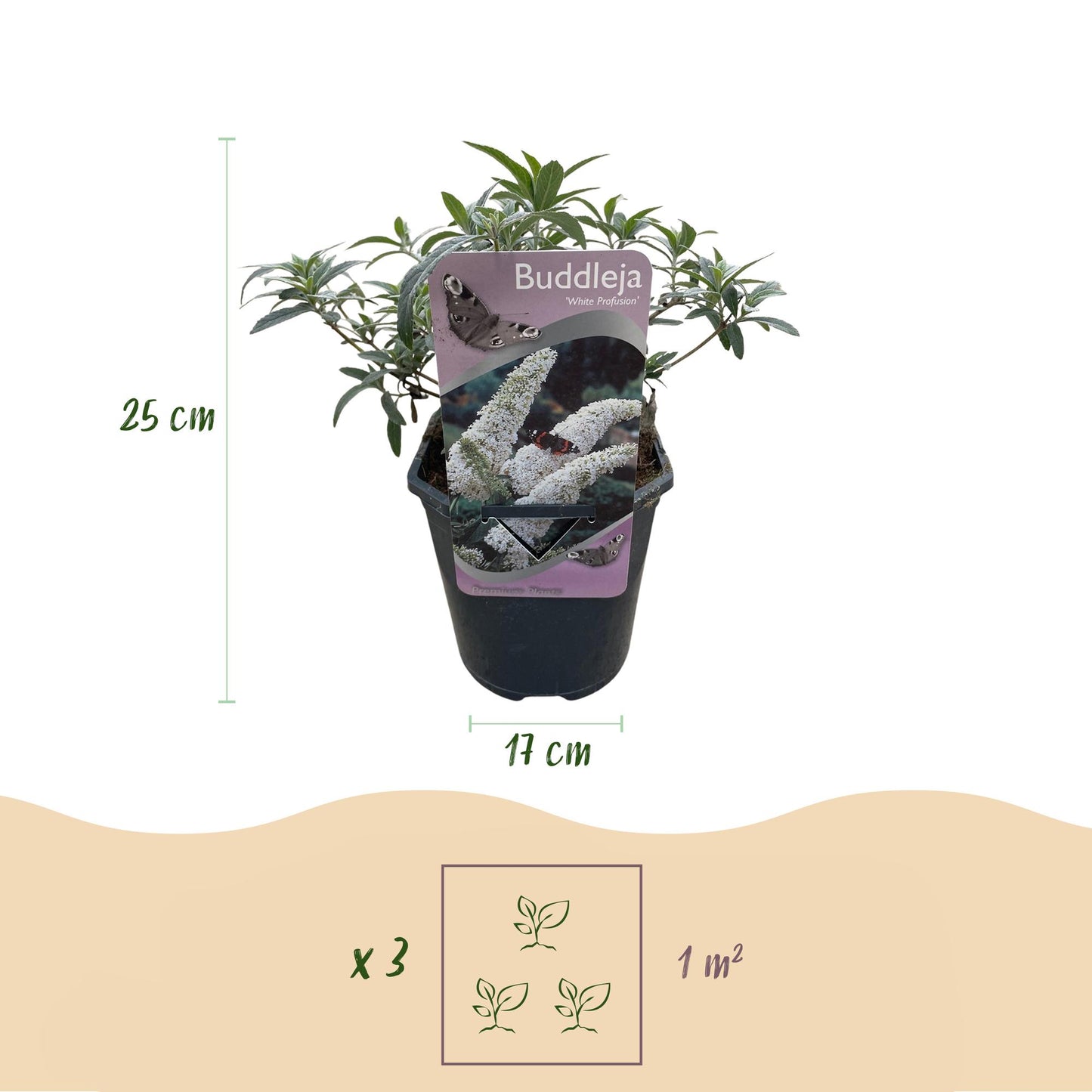 Green boutiQ - Vlinderstruik - Buddleja davidii White Profusion - Bloem Wit - 1 Plant - Bladverliezend - Vlinderlokkend -  Pot 17cm Hoogte 25cm