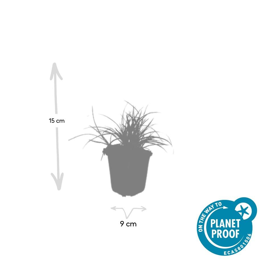 20x Luzula nivea - ↕10-25cm - Ø9cm