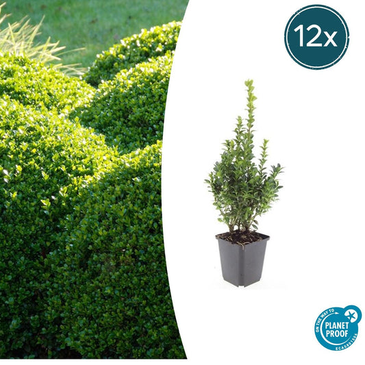 12x Buxus Sempervirens - ↕10-25cm - Ø9cm