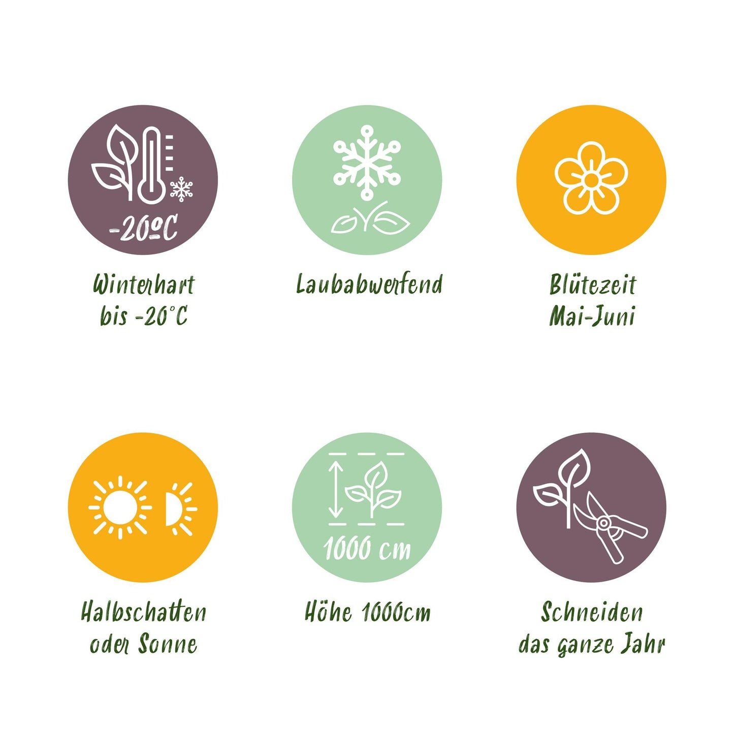 Green boutiQ - Wilde Wingerd - Parthenocissus Engelmannii - Blad Groen later Rood - Weinig onderhoud - 2 planten - Pot 11cm Hoogte 40cm