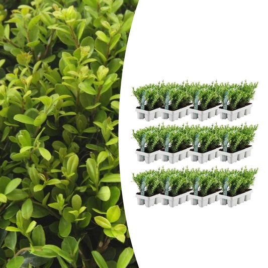12 x 6 pack Ilex crenata 'Jenny' - Ø7 cm - ↕15 cm