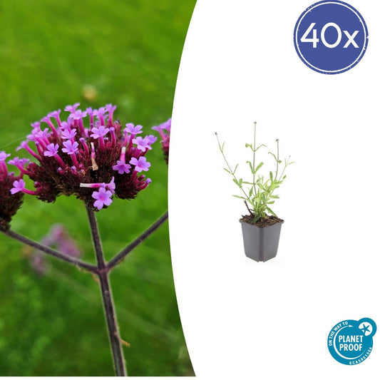 40x Verbena bon. 'Lollipop' - ↕10-25cm - Ø9cm