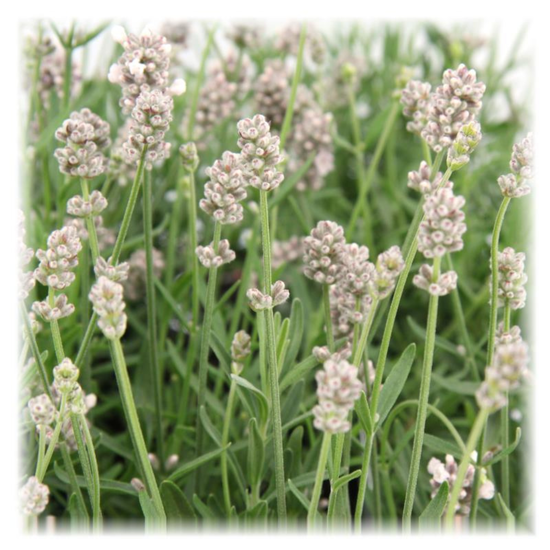6x Lavandula angustifolia Felice® - 12 cm pot - Set van 6 Lavendel planten