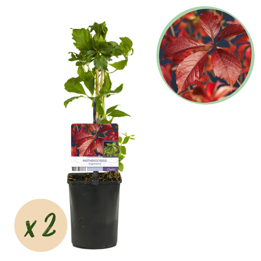 Green boutiQ - Wilde Wingerd - Parthenocissus Engelmannii - Blad Groen later Rood - Weinig onderhoud - 2 planten - Pot 11cm Hoogte 40cm