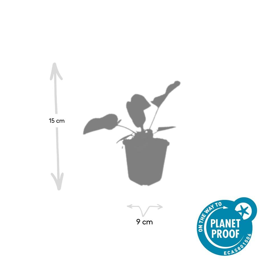 12x Phlomis russeliana - ↕10-25cm - Ø9cm