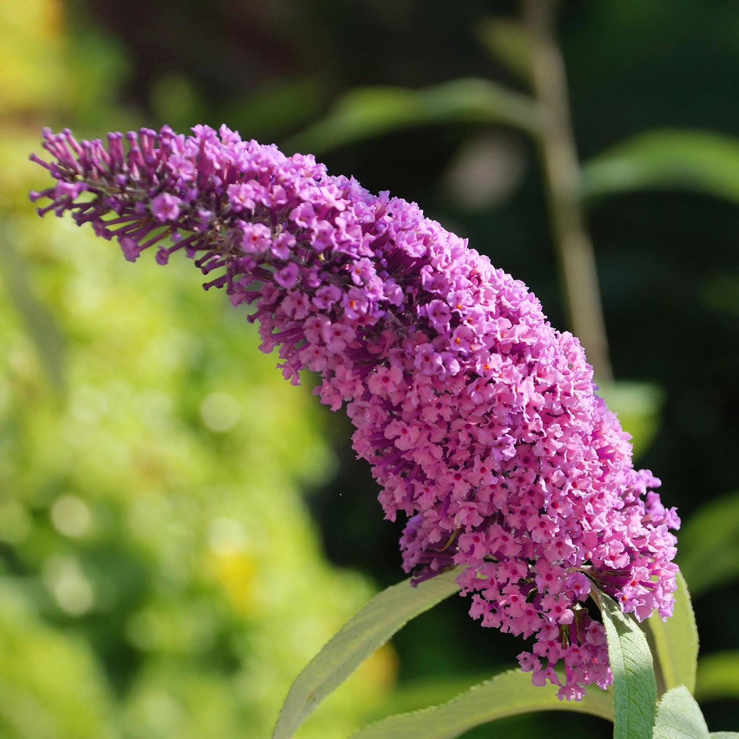Green boutiQ - Vlinderstruik - Buddleja davidii Pink Delight - Bloem Roze - 1 Plant - Bladverliezend - Vlinderlokkend -  Pot 17cm Hoogte 25cm