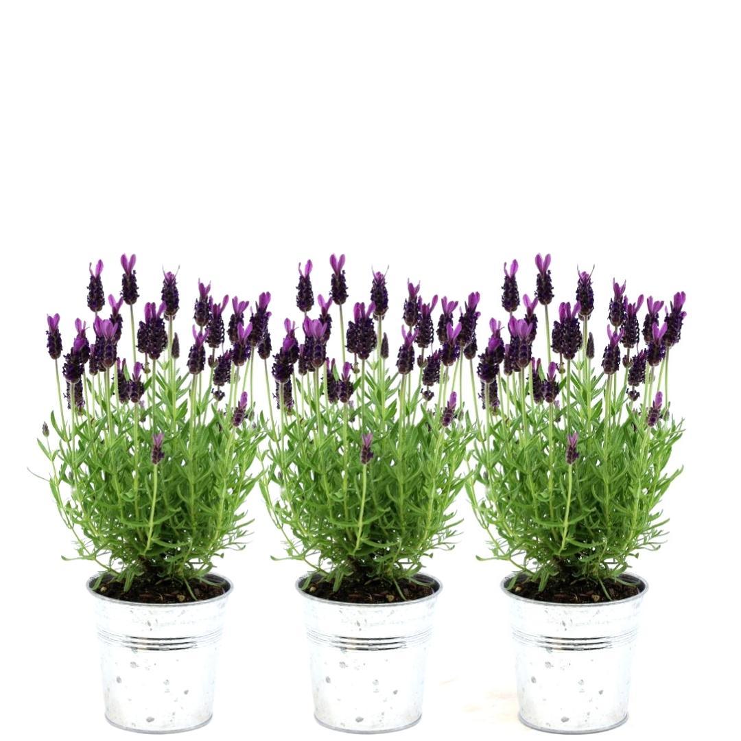 Plants by Frank - Lavandula stoechas Anouk®  in 'Old Look' sierpot - 13 cm pot - set van 3 Franse Lavendels in Sierpot
