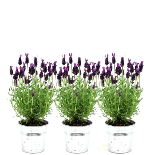 Plants by Frank - Lavandula stoechas Anouk®  in 'Old Look' sierpot - 13 cm pot - set van 3 Franse Lavendels in Sierpot