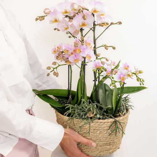 Kolibri Orchids | roze plantenset in Reed Basket incl. waterreservoir | drie roze orchideeën en drie groene planten | Field Bouquet roze met zelfvoorzienend waterreservoir