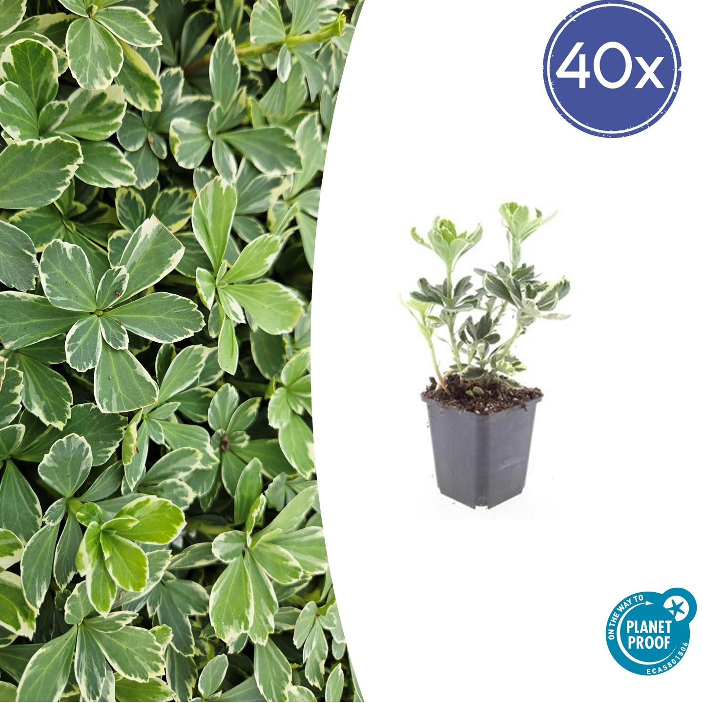 40x Pachysandra term. 'Variegata' - ↕10-25cm - Ø9cm