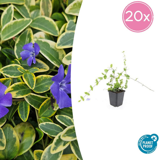 20x Vinca minor 'Blue and Gold' - ↕10-25cm - Ø9cm