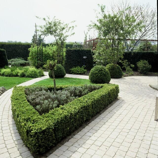 12x Buxus Sempervirens - ↕10-25cm - Ø9cm